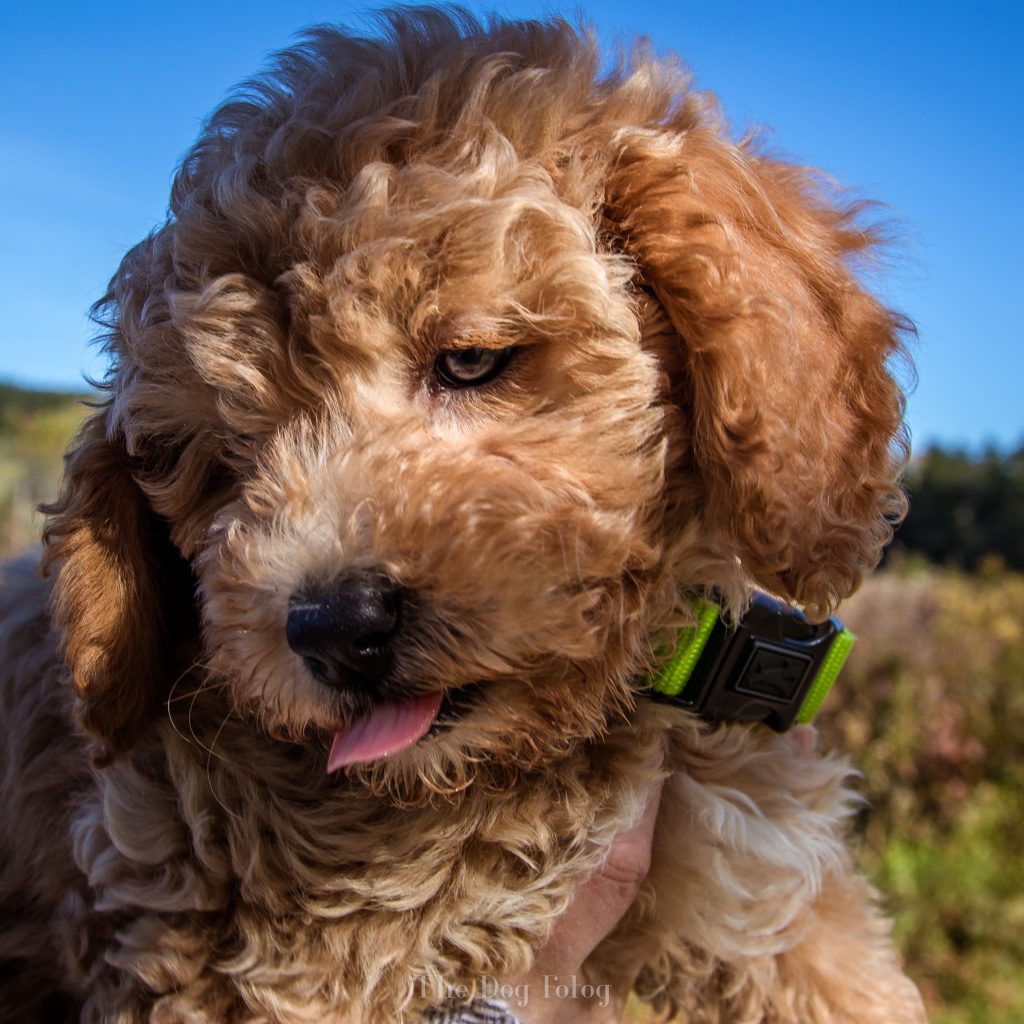 Wally, Golden Doodle Puppy