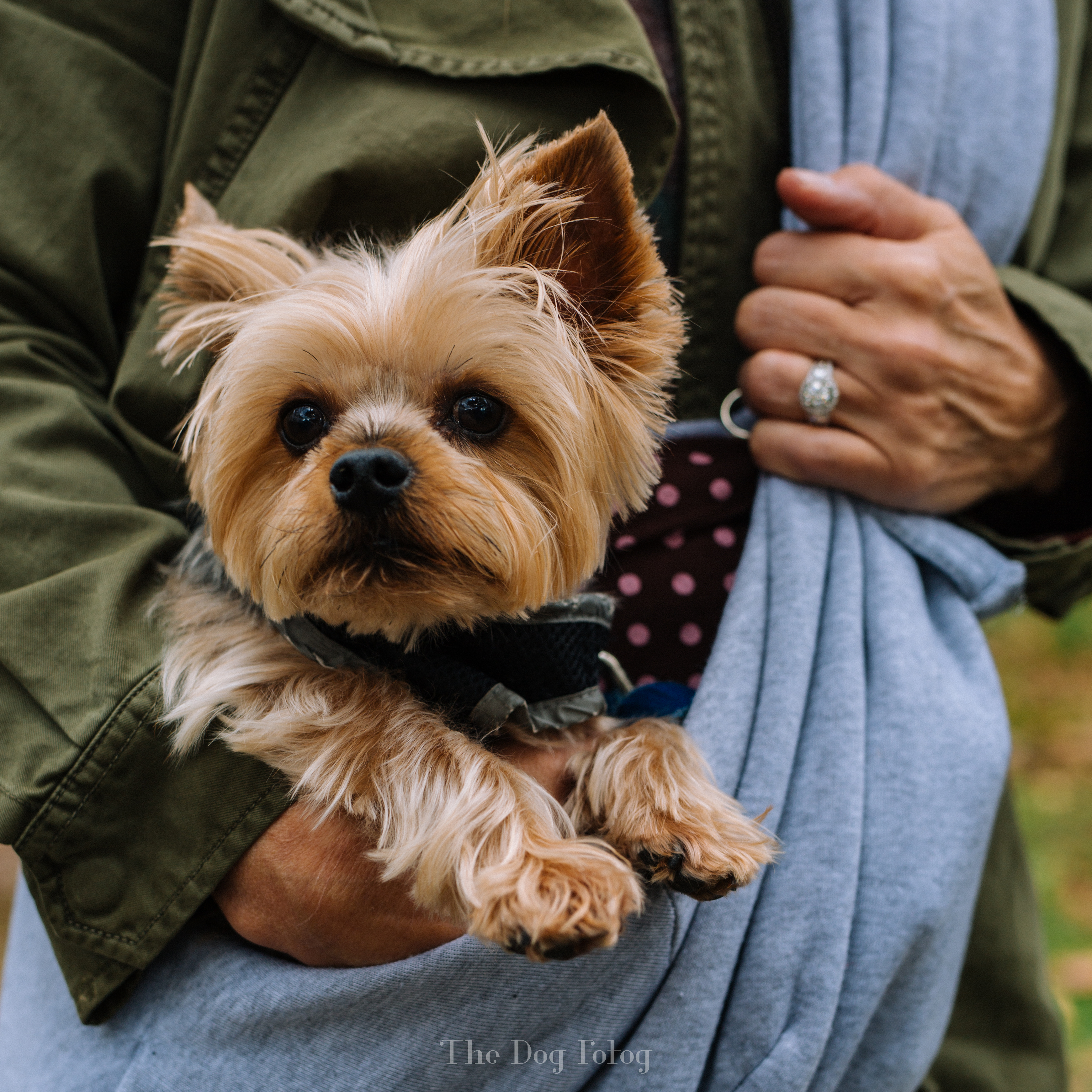 Max, the Yorkie by the Dog Fotog