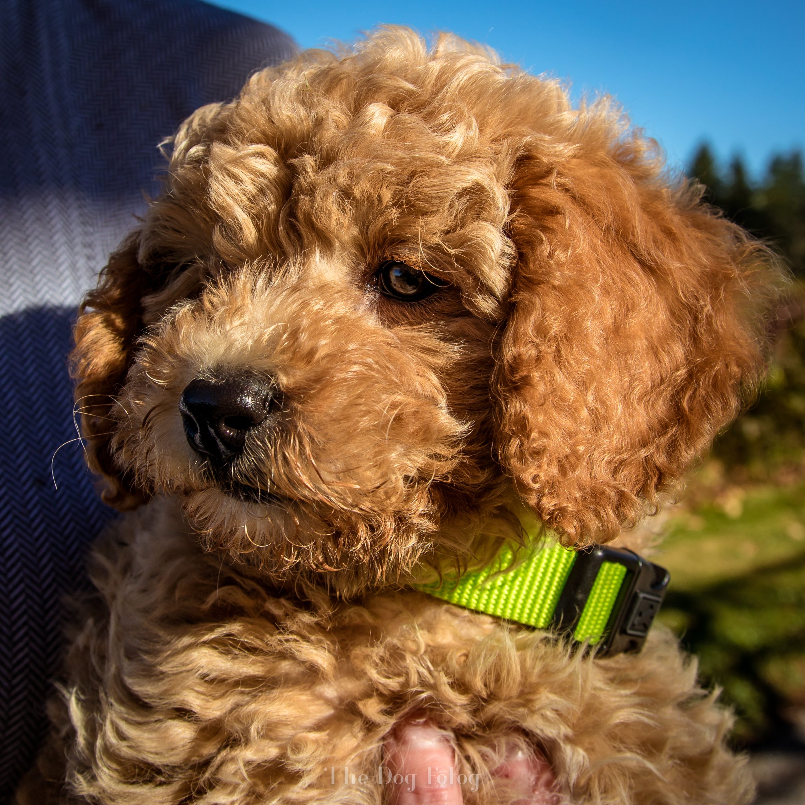 Wally, Golden Doodle Puppy